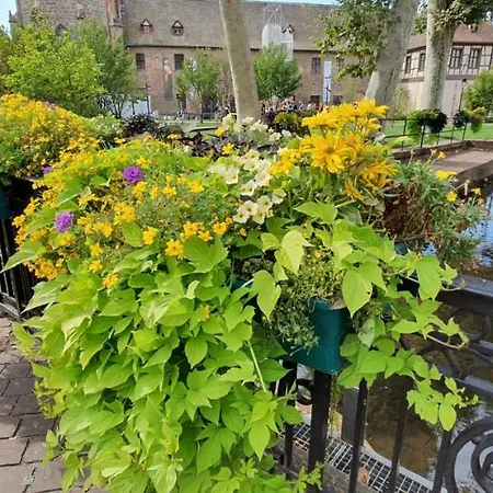 Apartament Le Blue St Leon : 2 Pieces Cozy Lit King Size Wifi